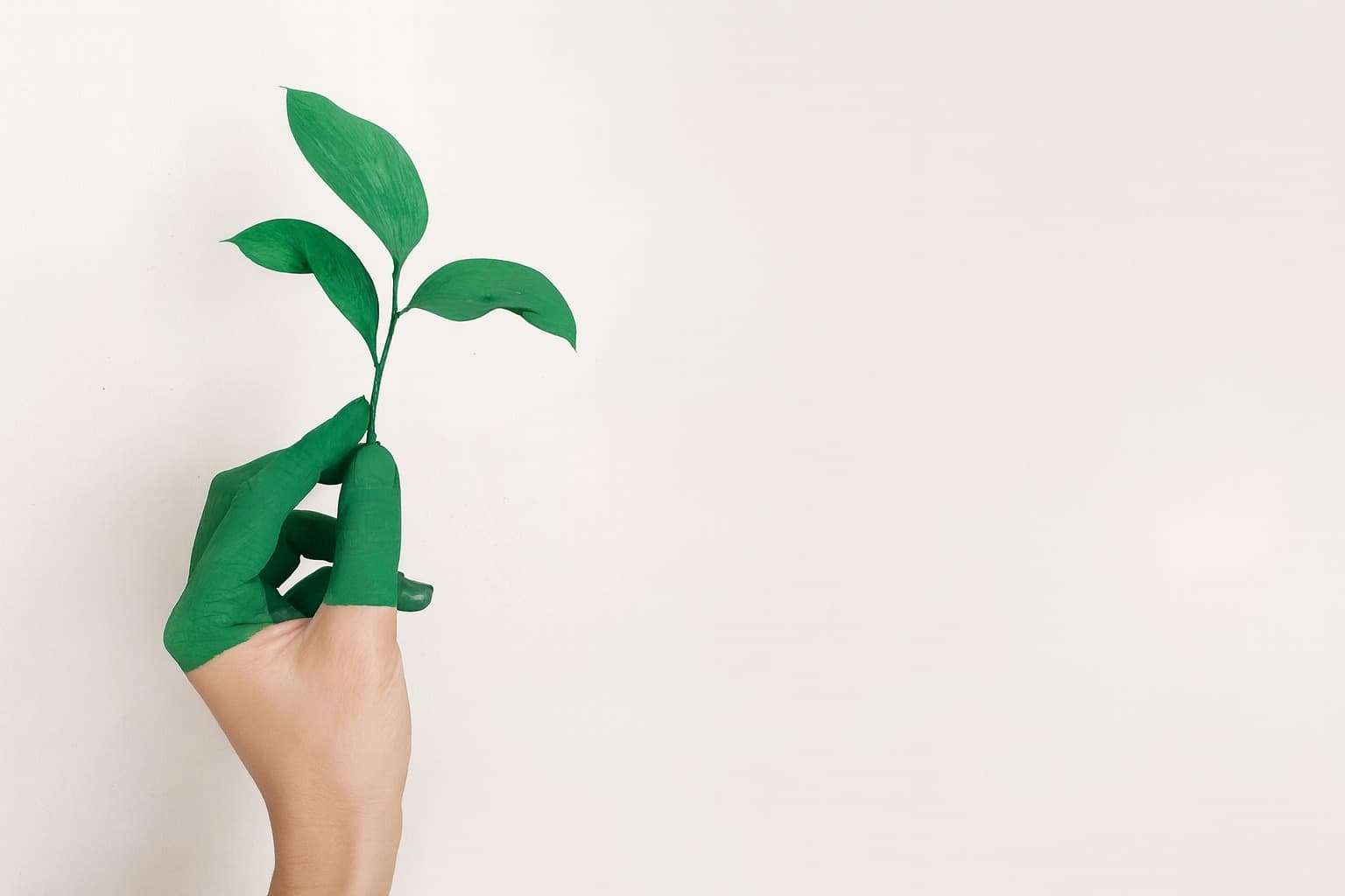 Organic or regular cleaning options illustration